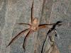 Olios sp.